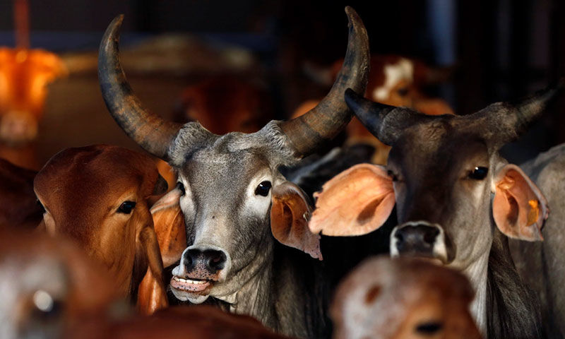 cow slaughter in jammu & kashmir