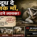 गाय दूध दे तब तक ही माँ, उसके बाद काटने लायक!