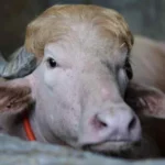 बांग्लादेश का दुर्लभ सफेद भैंसा ‘डोनाल्ड ट्रंप’ …  ईद पर देखने उमड़ रही भीड़