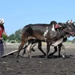 मवेशी ले जा रहे दलित  को ‘गौ रक्षकों’ ने गोबर खिलाया