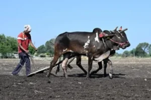 मवेशी ले जा रहे दलित  को ‘गौ रक्षकों’ ने गोबर खिलाया