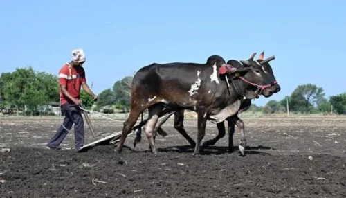 'Cow vigilantes' force Dalit transporting cattle to eat cow dung.