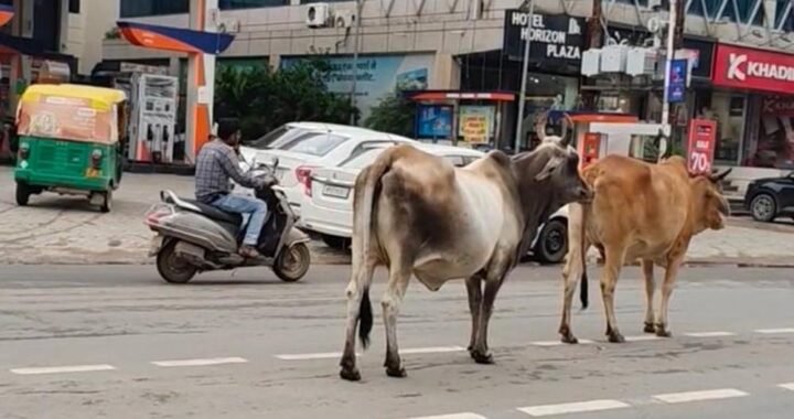 ग्वालियर की सड़कों पर आवारा गोवंश बना खतरा, चरनोई जमीनों से अतिक्रमण हटाने की मांग