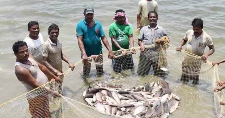 प्रधानमंत्री मत्स्य संपदा योजना ने बदली किसानों की किस्मत, मछली पालन बना अतिरिक्त आमदनी का मजबूत जरिया