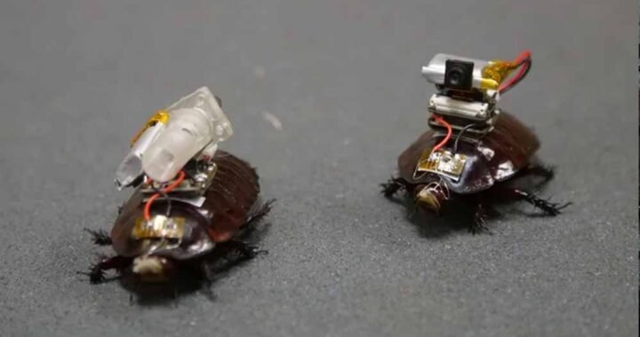 Cockroach Drone: इजरायल की रोबोटिक कीड़ों की रिसर्च, कॉकरोच ड्रोन पर हो रहा काम