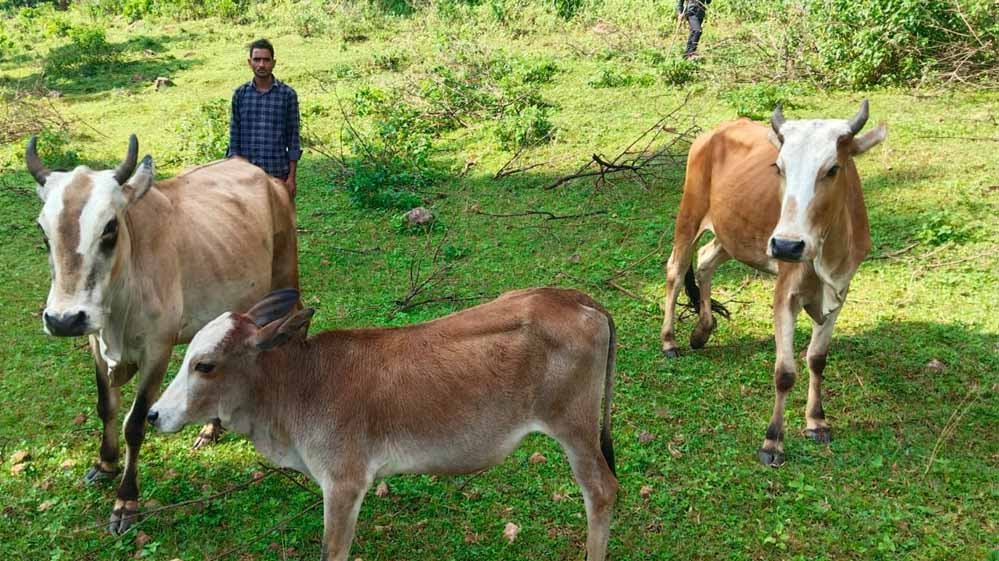 सेवा की कहानी : उन्नत नस्ल की गाय ने खोली अतिरिक्त आय की राह, आत्मनिर्भर बने सन्ना के ओम प्रकाश