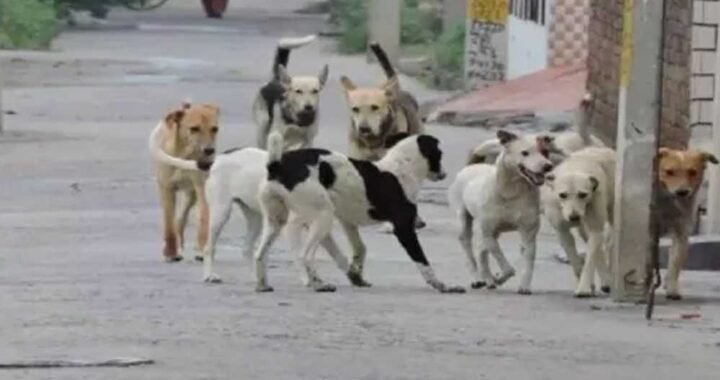 स्ट्रीट डॉग्स की नसबंदी हो रही तो वैक्सीन कहां से आई? सूचना आयुक्त के सवाल से गाजियाबाद निगम में हड़कंप