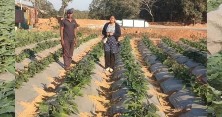 बंजर जमीन पर लहलहाई ग्राफ्टेड फसल