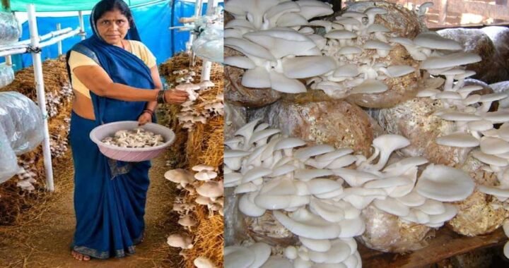 आत्मनिर्भरता की नई मिसाल- खेतों से मशरूम उत्पादन तक मिथिला दीदी ने लिखी सफलता की नई कहानी
