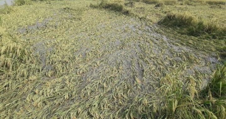 CM साय का भरोसा: बारिश से फसल नुकसान का होगा सर्वे, किसानों को मिलेगा मुआवजा
