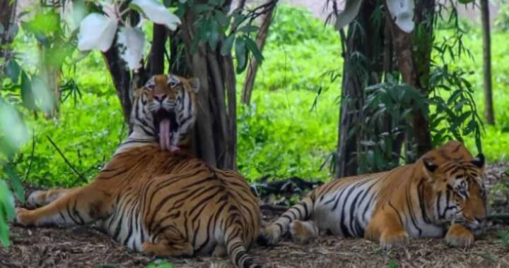 इंद्रावती टाइगर रिजर्व में अब वैज्ञानिक तरीके से होगी बाघों की निगरानी