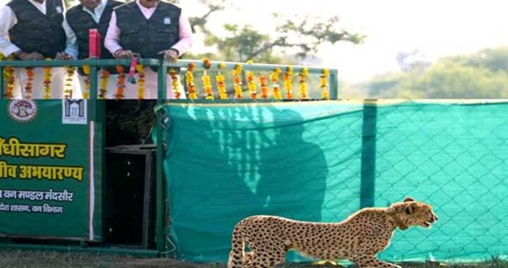 मुख्यमंत्री डॉ. यादव ने गांधी सागर अभयारण्य में छोड़ी मादा चीता राधा