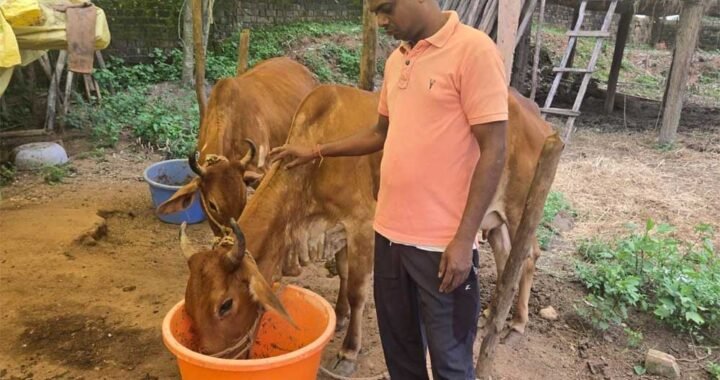 नस्ल सुधार ने बदली किसान विनोद की किस्मत, घर की बछिया बनी आर्थिक समृद्धि का आधार