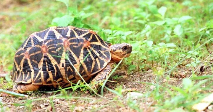 दुर्लभ एवं प्रतिबंधित प्रजाति के वन्य-जीव कछुओं की अंतर्राज्यीय तस्करी