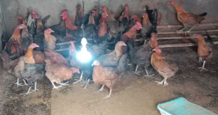 मुर्गी पालन ने बदली रजनी की राह, आत्मनिर्भरता की ओर बढ़ाया कदम