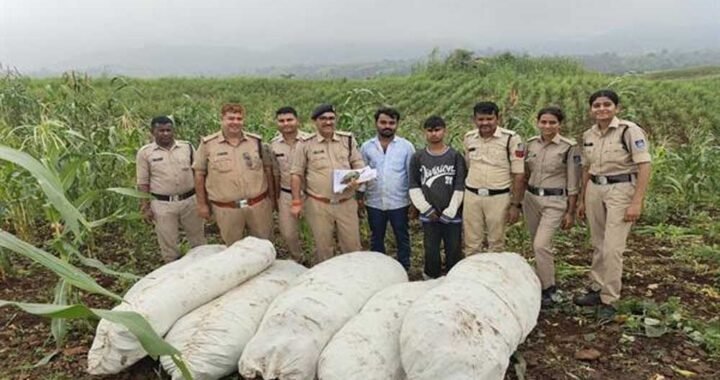 ऑपरेशन ग्रीन स्ट्राइक के तहत बड़वानी पुलिस की बड़ी कार्रवाई