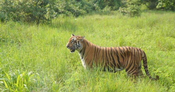 नर्मदापुरम जिला एवं सत्र न्यायालय ने की अपील खारिज, 5 वर्ष के सश्रम कारावास और ₹10 हजार जुर्माने की मिली सजा