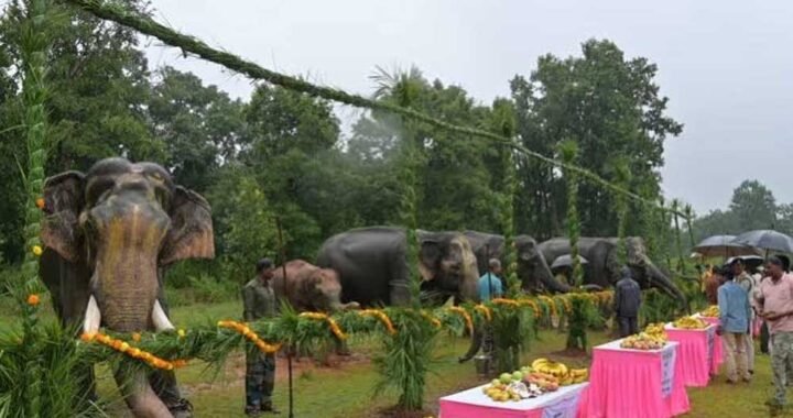 गजराजों के विश्राम और सेवा का पर्व, ‘हाथी पुनर्यौवनीकरण’ कैंप-2026 का हुआ शुभारंभ