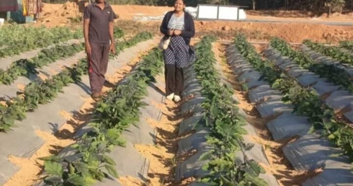 रायगढ़ के किसान ने ग्राफ्टेड टमाटर और बैंगन की खेती से कमाए 4.25 लाख