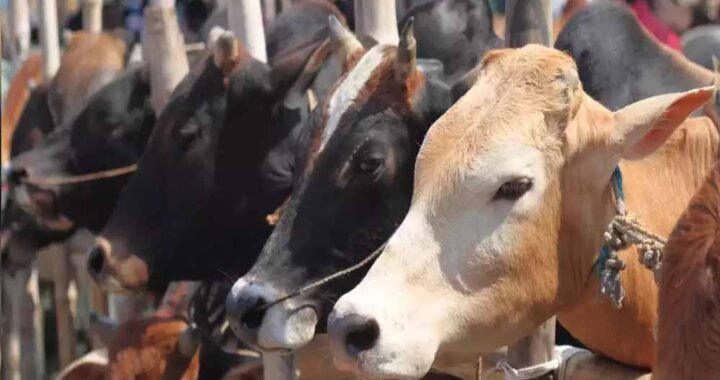 गऊ रक्षा के लिये जनप्रतिनिधि एवं आम जन आगे आये