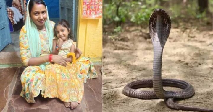 सांप के डसने से 4 साल की बच्ची की मौत, परिजनों ने अस्पताल पर लगाए गंभीर आरोप