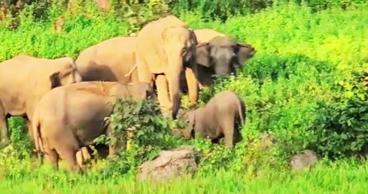 छत्तीसगढ़ में 53 हाथियों के झुंड ने स्कूल की बाउंड्री तोड़ी, धान की फसल रौंदी; बच्चों में दहशत