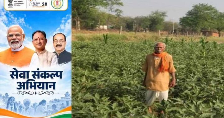 धान की पारंपरिक खेती से आगे बढ़कर फागूराम ने अपनाई ग्राफ्टेड बैंगन की खेती, मुनाफे में हुई 20 हजार रुपये की बढ़ोतरी