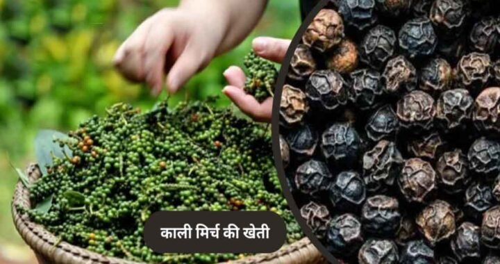 पचमढ़ी में अब होगी काली मिर्च और दालचीनी की खेती, किसानों को मिलेंगे पौधे