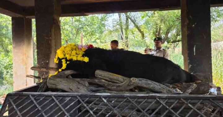 नंदनवन जू एवं जंगल सफारी में 25 वर्षीय मादा हिमालयन भालू ‘फफोरी’ की मौत