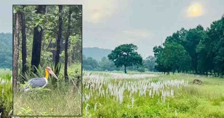 चक्रवात अरनब के प्रभाव से सुहावना हुआ मौसम, बांधवगढ़ टाइगर रिजर्व में प्रबंधन सतर्क