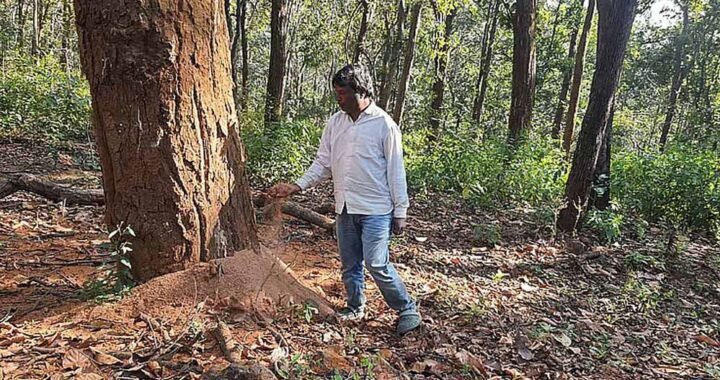 डिंडौरी में डेढ़ लाख पेड़ों की कटाई का लक्ष्य, अब तक सिर्फ 4516 पेड़ कटे