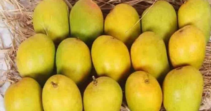 दिवाली पर भी मिलेगा हापुस आम का स्वाद, बिना सीजन के बाजार में कैसे पहुंचा अल्फांसो?