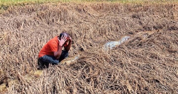 बस्तर में बाढ़ और तूफान से 4 हजार हेक्टेयर धान बर्बाद, किसानों को मिलेगा ₹10 हजार प्रति एकड़ मुआवजा