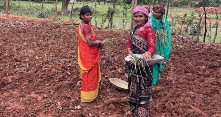 लेमन ग्रास की खुशबू से महक रही आत्मनिर्भरता, जीपीएम की महिलाएं बढ़ रहीं ‘लखपति दीदी’ बनने की राह पर