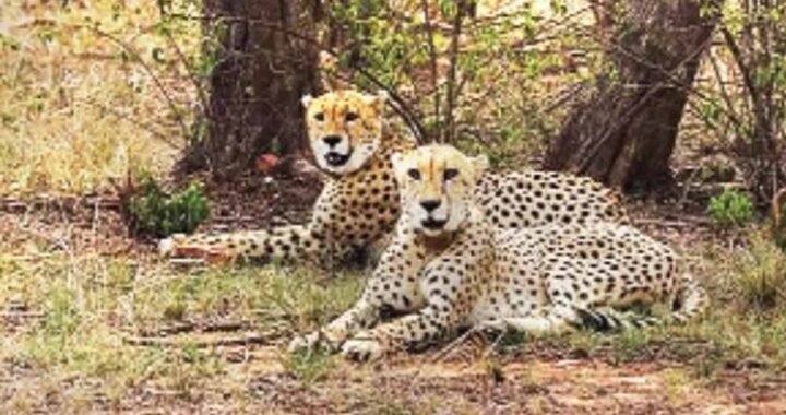 चीतों के स्वागत को तैयार नौरादेही, 7 अक्टूबर को कूनो से लाए जाएंगे 2 चीते; बनेगा तीन बड़ी बिल्लियों का घर