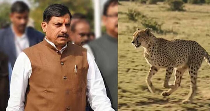 सागर के वीरांगना दुर्गावती टाइगर रिजर्व में आज 7 अक्टूबर को छोड़े जाएंगे 2 चीते, 439 हेक्टेयर में तैयार हुआ सुरक्षित ठिकाना