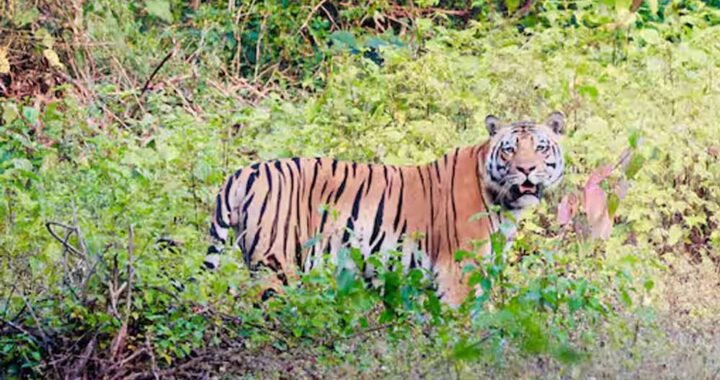 बालाघाट का लांजी जंगल बना वन्यजीवों का नया कॉरिडोर, छत्तीसगढ़ से हाथी और महाराष्ट्र से आ रहे बाघ
