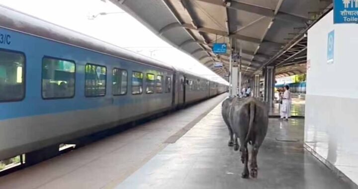 ₹450 करोड़ के रानी कमलापति स्टेशन पर भैंसों का डेरा, प्लेटफॉर्म पर गोबर से मचा हड़कंप
