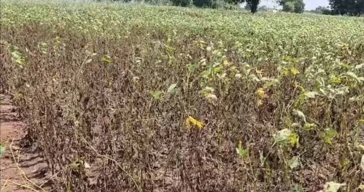 MP के 12 जिलों में 20 से 59% कम बारिश, सोयाबीन-मक्का की फसल पर संकट; गेहूं की जगह चना बोने की नौबत