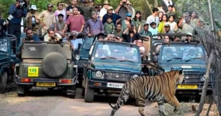 बांधवगढ़ में पर्यटकों की धूम, 8 दिन में 4598 सैलानियों ने की जंगल सफारी; बाघों के करीब से दीदार