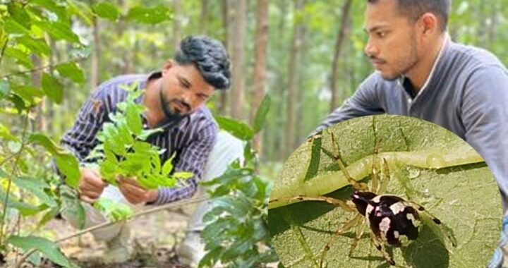 छत्तीसगढ़ के जंगल में मिली दुर्लभ मकड़ी ‘Mangora baii’, चीन के बाद भारत में पहली बार दर्ज हुई मौजूदगी
