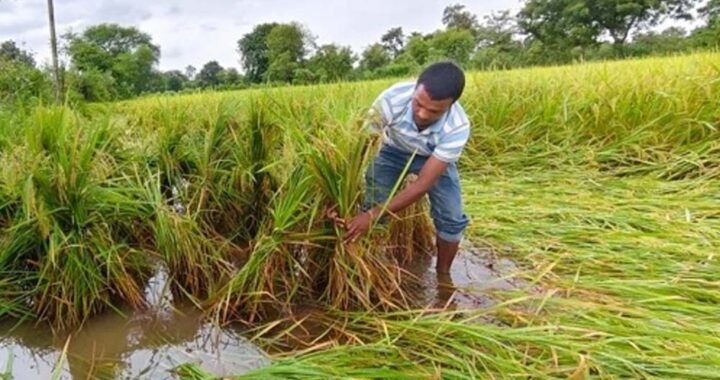 बस्तर में किसानों की बढ़ी चिंता, खेतों में पड़ी फसल बचाने की चुनौती