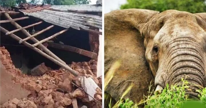 CG में हाथियों का तांडव, सुबह 3 बजे गांव में घुसे झुंड ने मवेशियों को कुचला