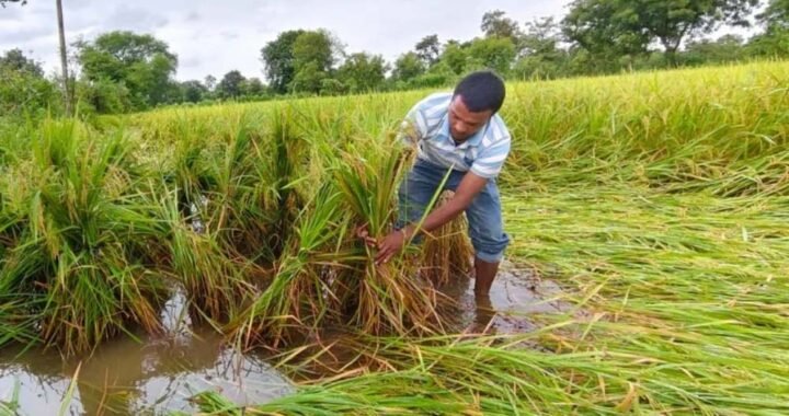 चक्रवात ‘अर्नब’ का कहर, खेतों में बिछी धान की फसल; सड़ने का बढ़ा खतरा