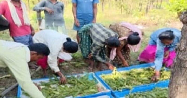 तसर पालन से बढ़ेंगे ग्रामीणों की आमदनी के अवसर