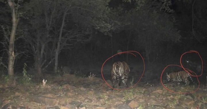 रिजर्व में बाघों की संख्या बढ़कर हुई 11, इनमें 6 का जन्म हुआ माधव टाइगर रिजर्व में