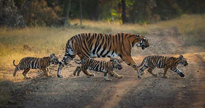 वीरांगना दुर्गावती टाइगर रिजर्व में बढ़ा बाघों का कुनबा, बाघिन N-6 ने दिए 4 शावकों को जन्म