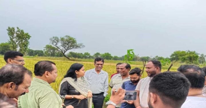 छत्तीसगढ़ में काले चावल की खेती से चमकेगी किसानों की किस्मत, 35 हजार रुपये क्विंटल तक है कीमत