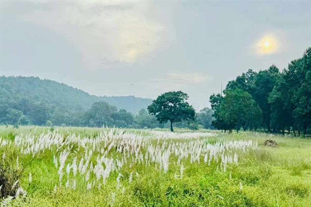 चक्रवात अरनब के प्रभाव से सुहावना हुआ मौसम, बांधवगढ़ टाइगर रिजर्व में प्रबंधन सतर्क