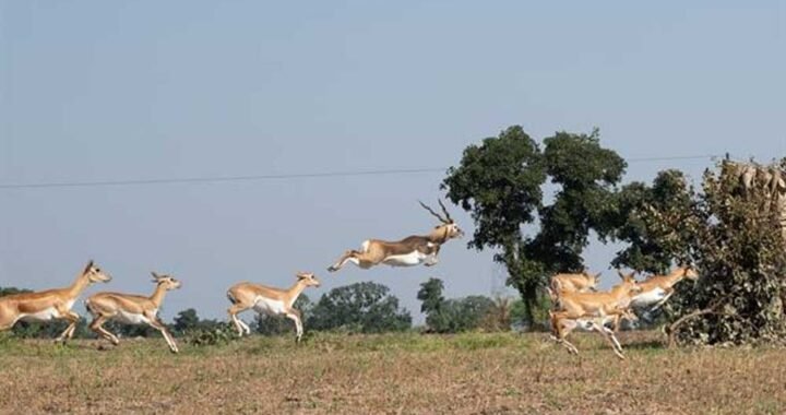 मानव–वन्य प्राणी संघर्ष और फसल क्षति कम करने के लिए कृष्ण-मृग स्थानांतरण अभियान का दूसरा चरण हुआ प्रारंभ